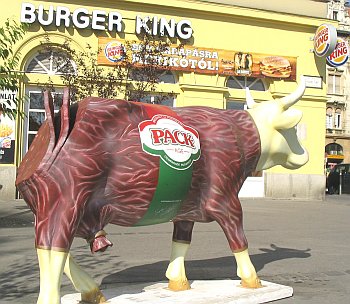 Tehénfesztiváli marha